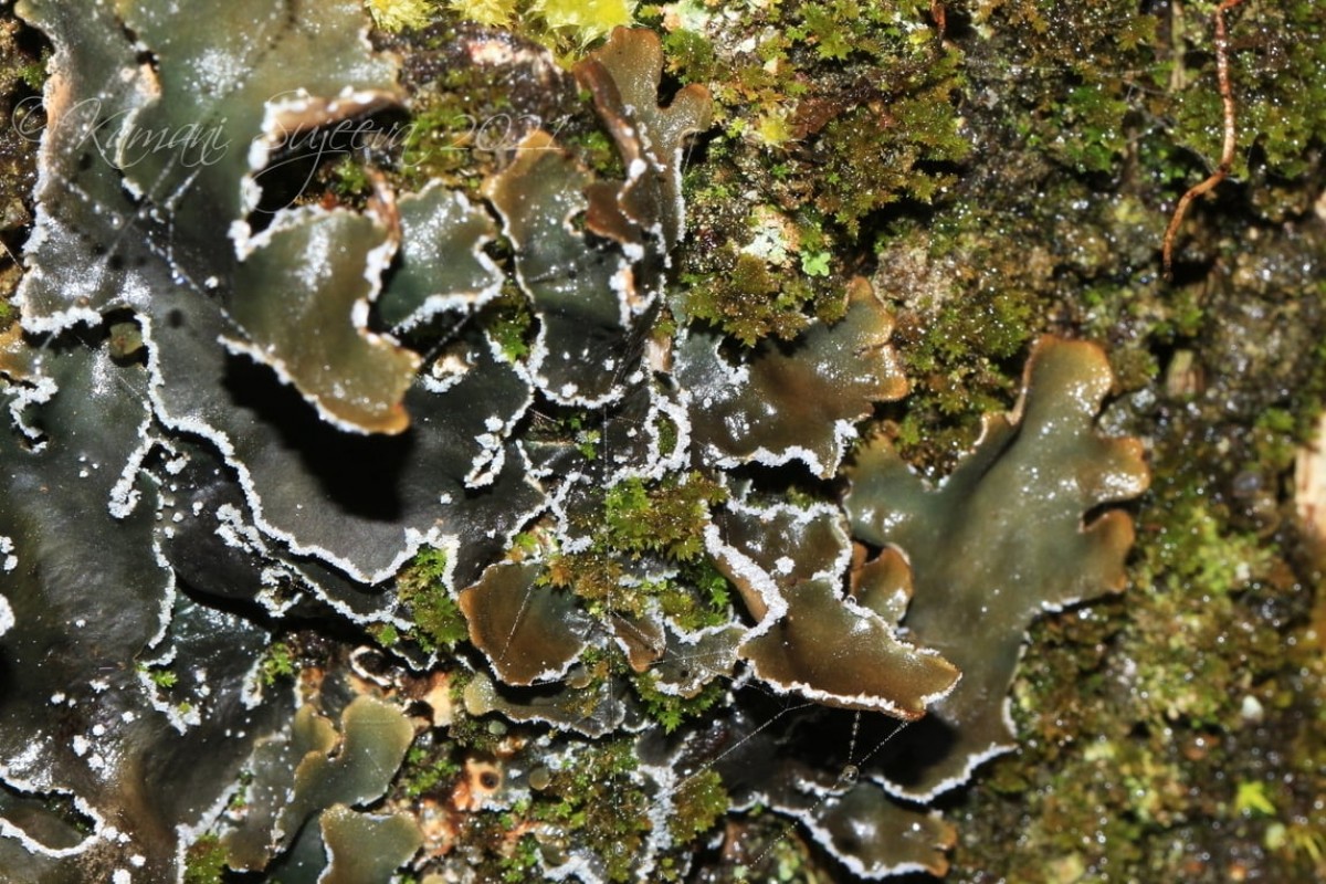 Pseudocyphellaria